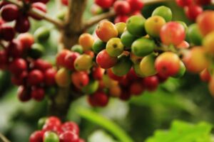coffee grains, mature, farming, plant, cousins, crop, grow, fruits, plantation, harvest, fresh, red, nature, branch, beans, the food, tropical, cultivation, berries