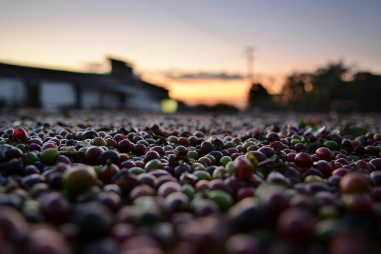 coffee, tree, nature, yellow, bean, growing, plantation, sunset, farm, harvest, courtyard